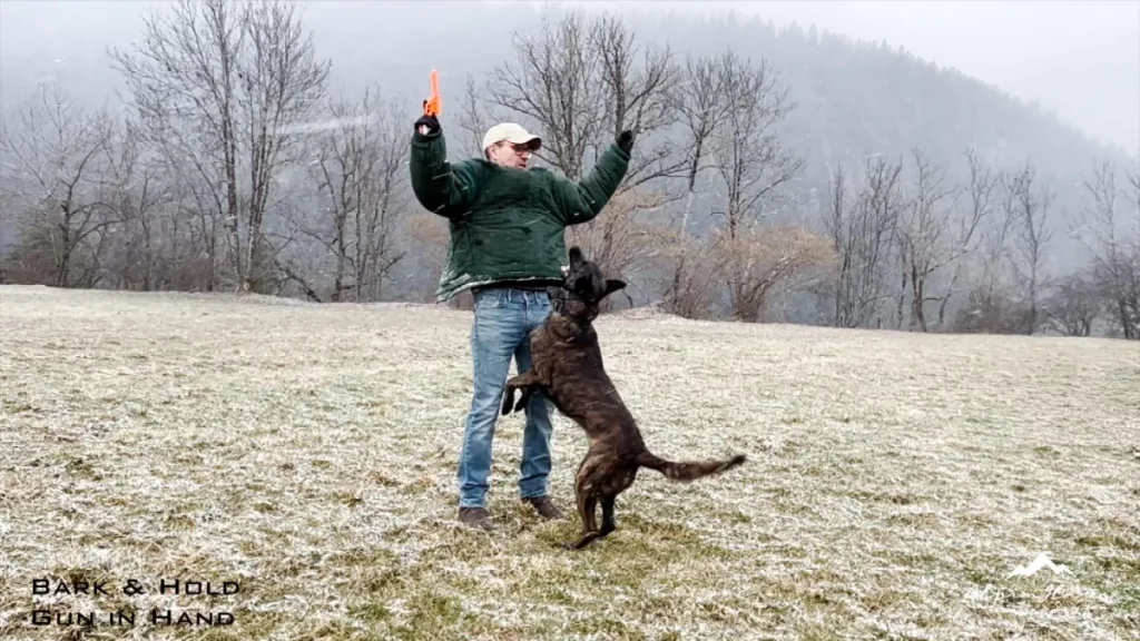 Hunter Dutch Shepherd Personal Protection Dog Level 3