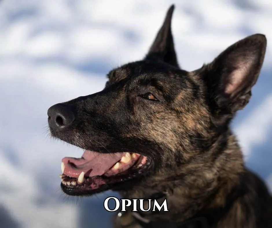 Opium du Blason a Croix d’Argent Dutch Shepherd Family Protection Dog