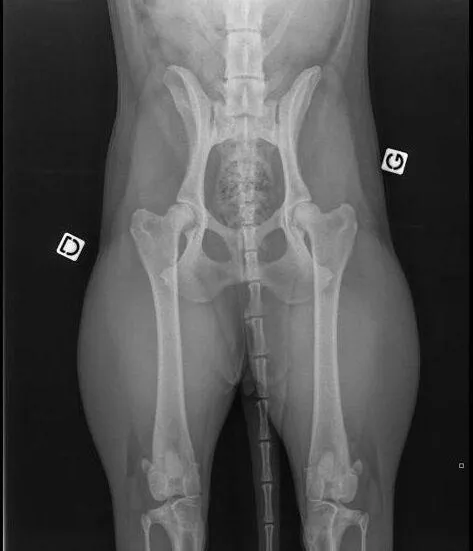Hip X Rays Rebelle du Blason a Croix d’Argent