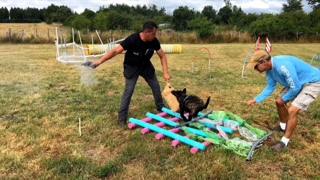 Under the Flame Family Protection Dog 4 Months Old Training Protection