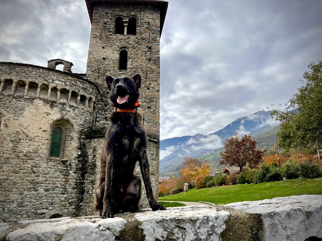 Serious Black X Line Family Protection Dutch Shepherd
