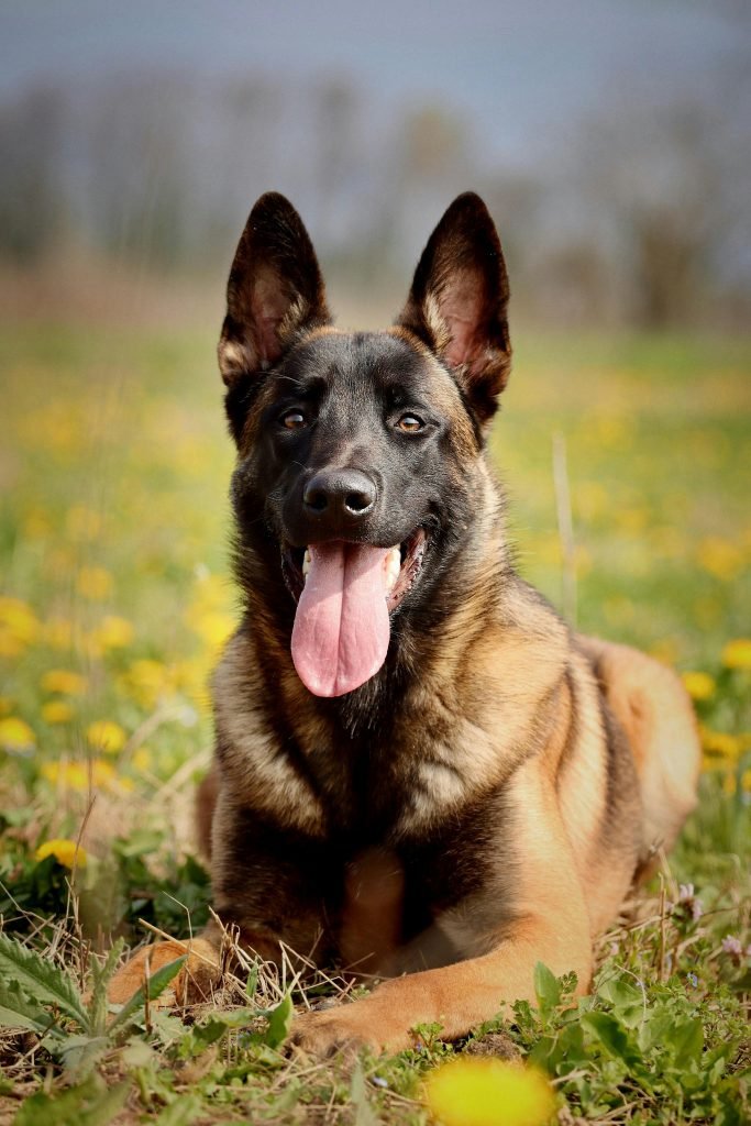 Belgian Malinois Protection Dog