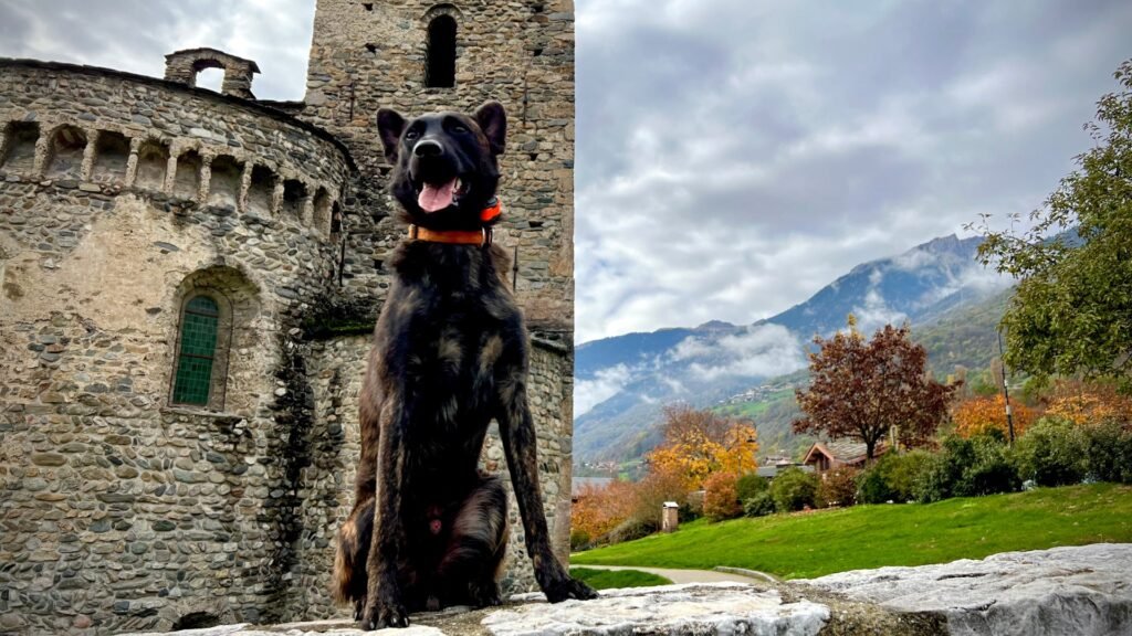 Alpinhaus Shepherds AlpinHaus Shepherds,protection dogs,family protection dogs