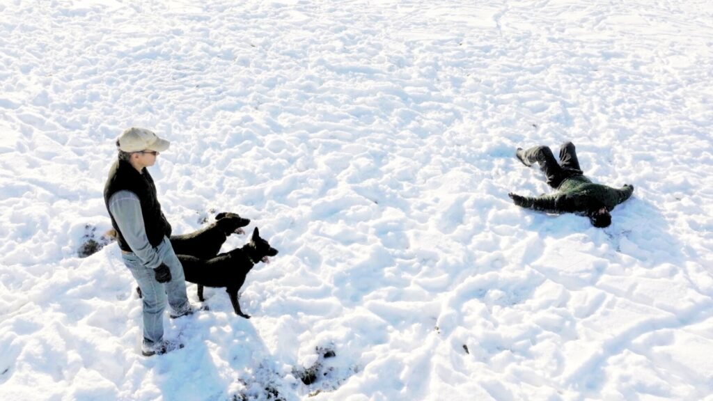 X Line Rebelle and Riptide Dutch Shepherd Family Protection Dogs 