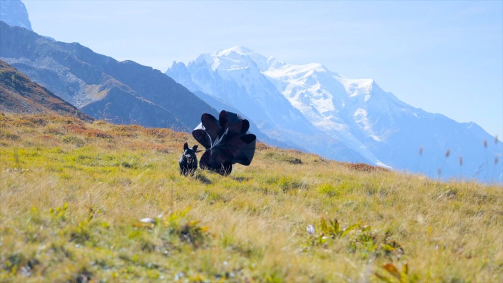 X Line Protection Dog Riptide du Blason a Croix d’Argent high altitude training