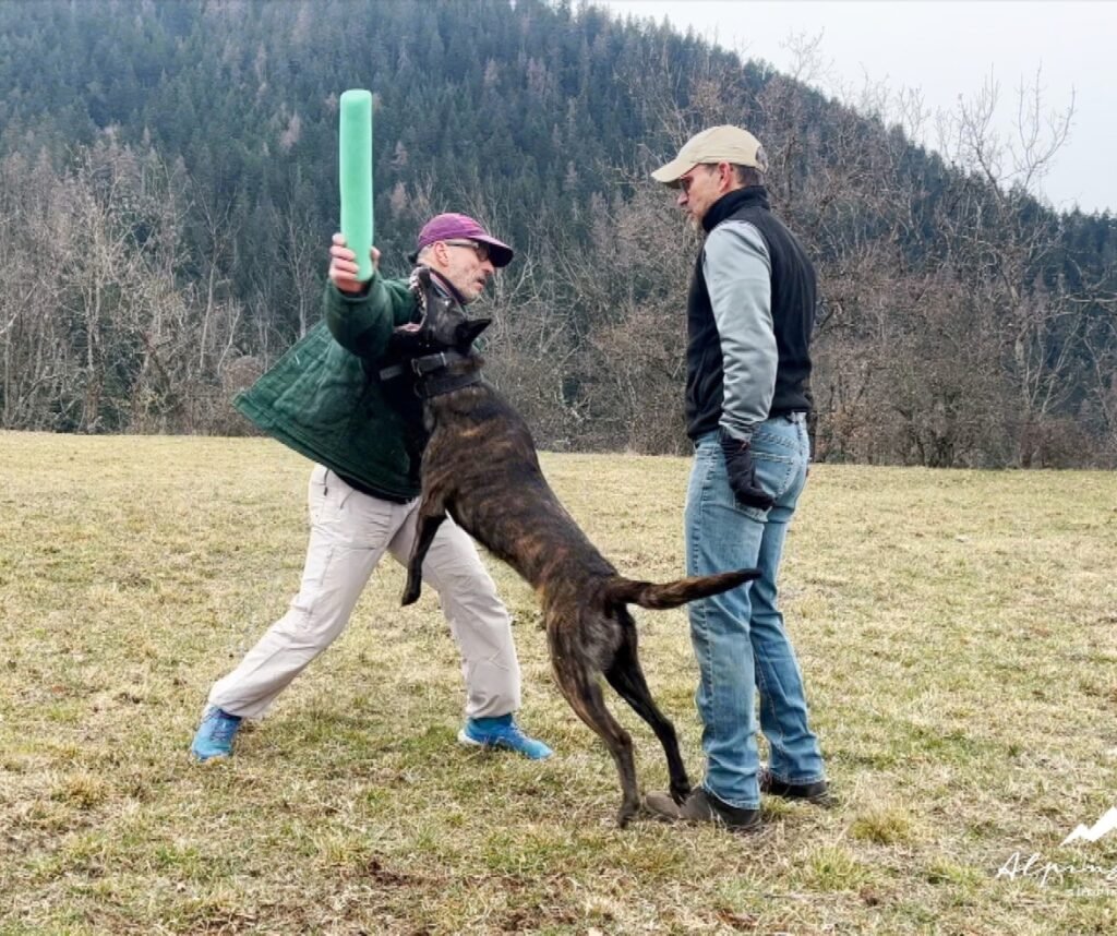 Alpinhaus Shepherds protection dog training