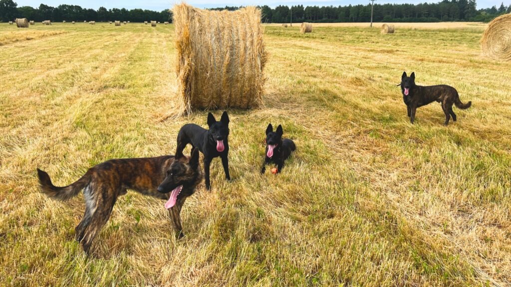 AlpinHaus Dutch Shepherds Family Protection Dogs playing together
