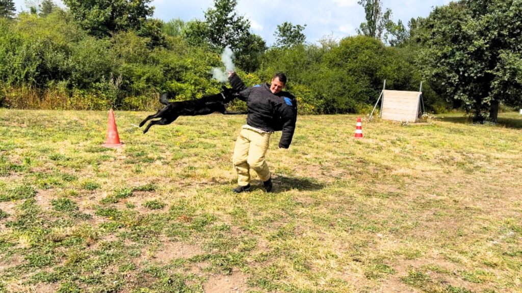 X Line Riptide Dutch Shepherd Family Protection Dog defending against gunfire