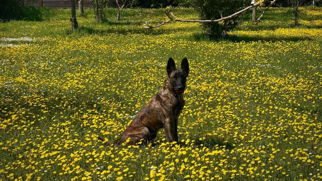 Skywalker Dutch Shepherd X Line Family Protection Dog 6 months old