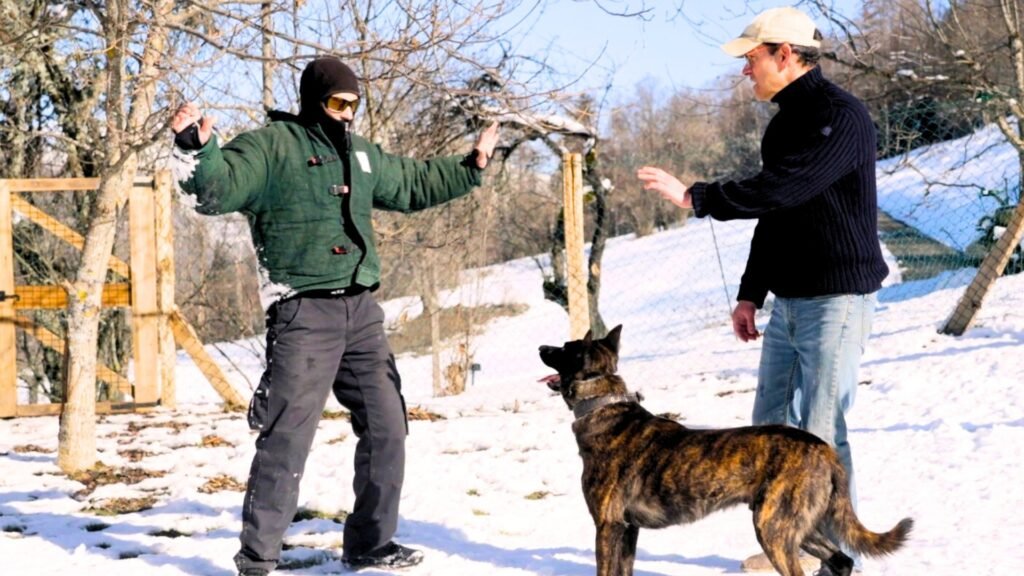 Alpinhaus Shepherds available dogs,alpinhaus