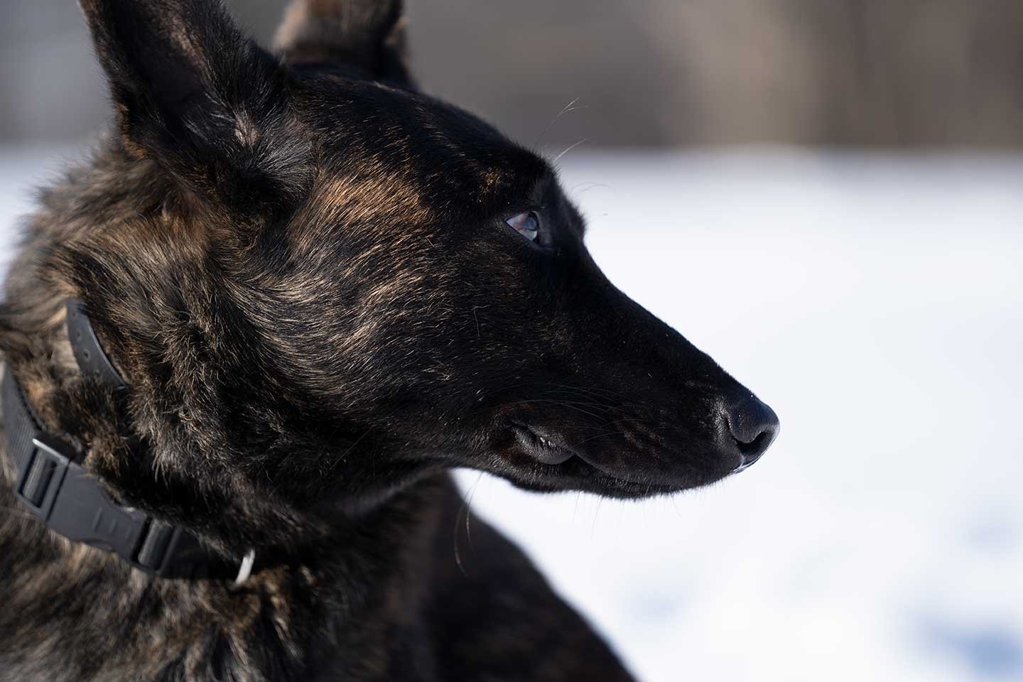 Shadow Boxer X Line Dutch Shepherd Family Protection Dog
