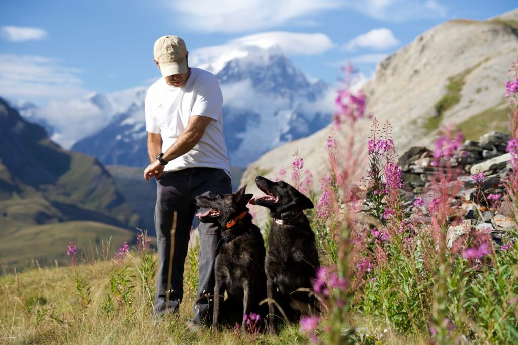 Alpinhaus Shepherds AlpinHaus Shepherds,protection dogs,family protection dogs
