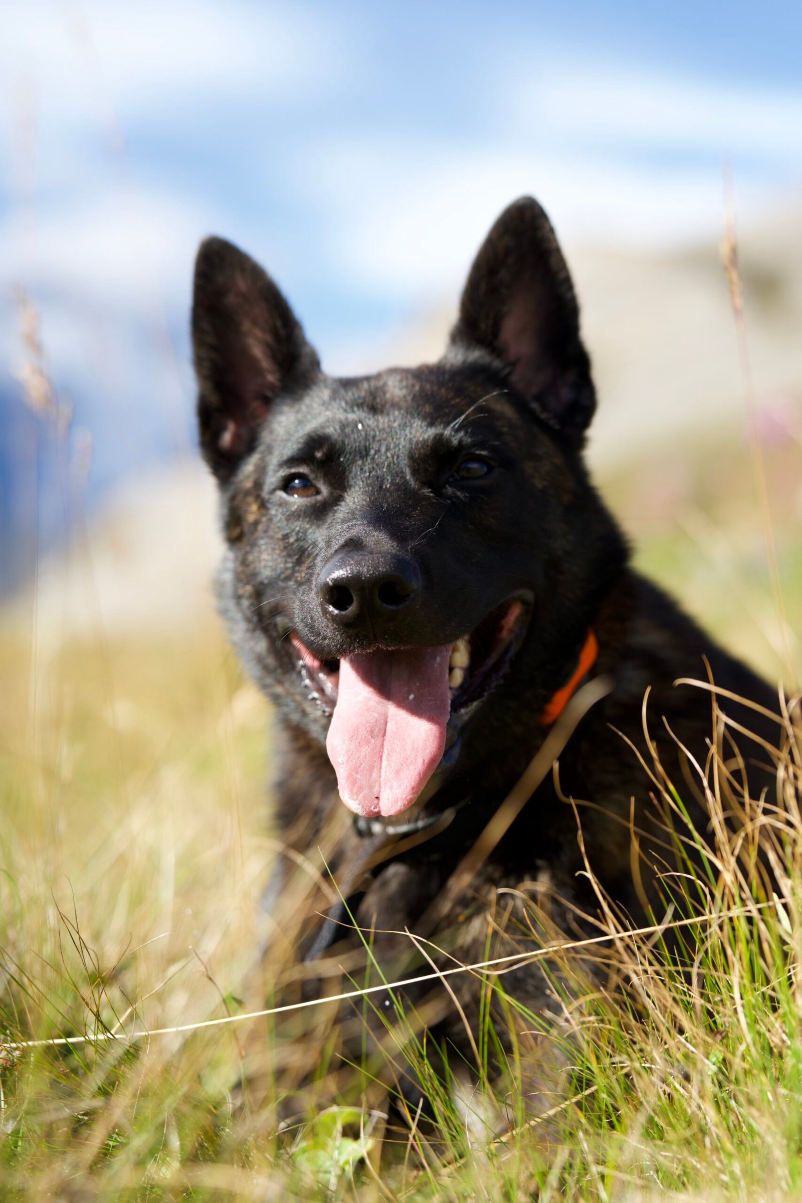 Serious Black X Line Dutch Shepherd Family Protection Dog in the French Alps