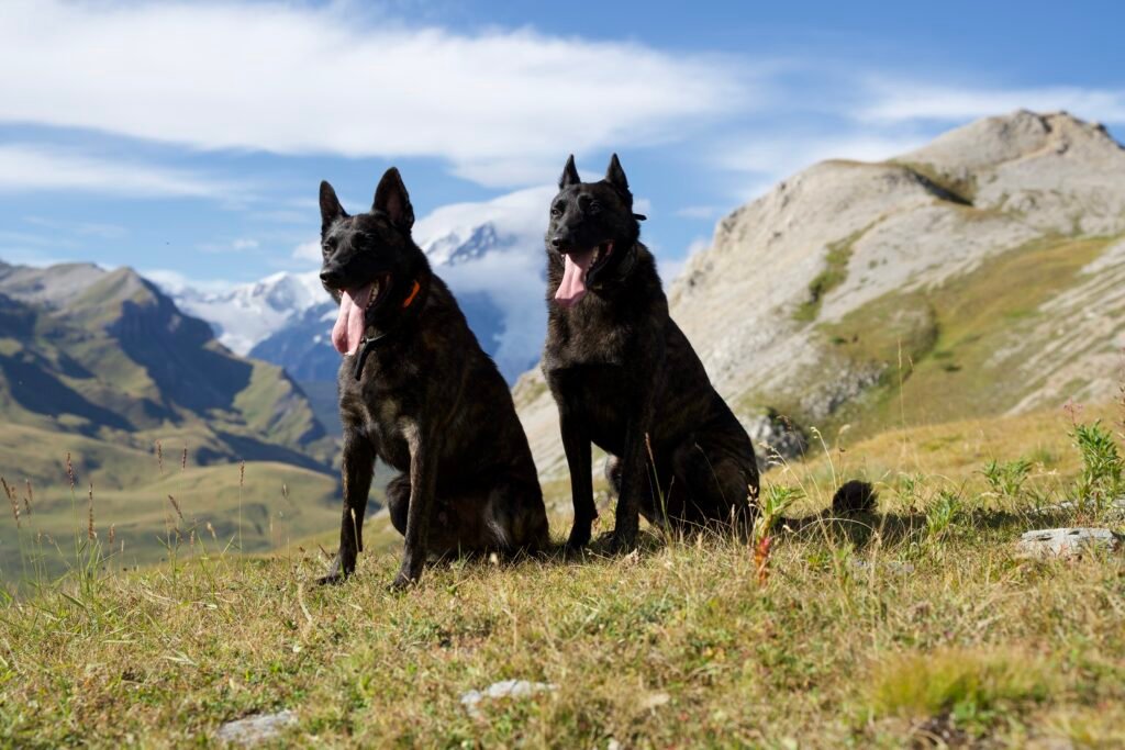 X line Family Protection Dogs Speed Racer and Serious Black