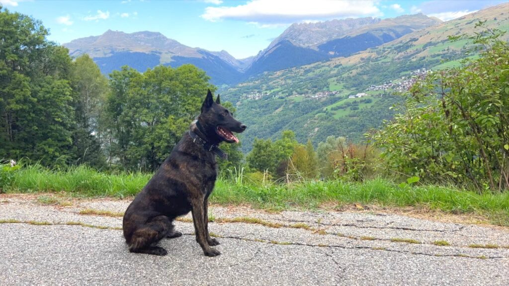 Hunter Dutch Shepherd Personal Protection Dog Level 3