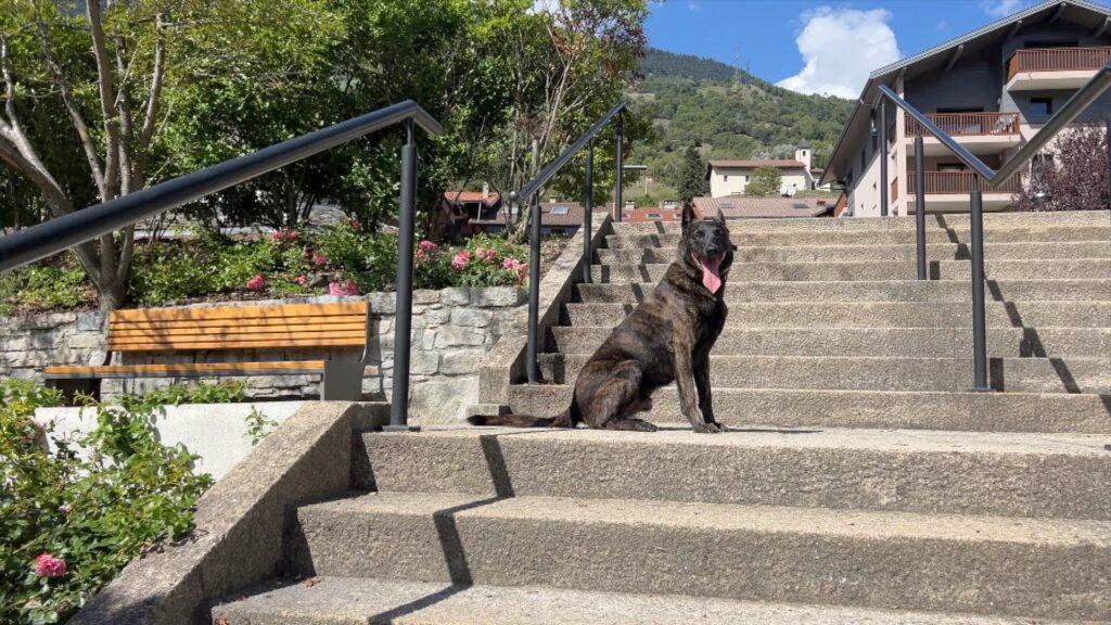 Hunter Dutch Shepherd Personal Protection Dog Level 3