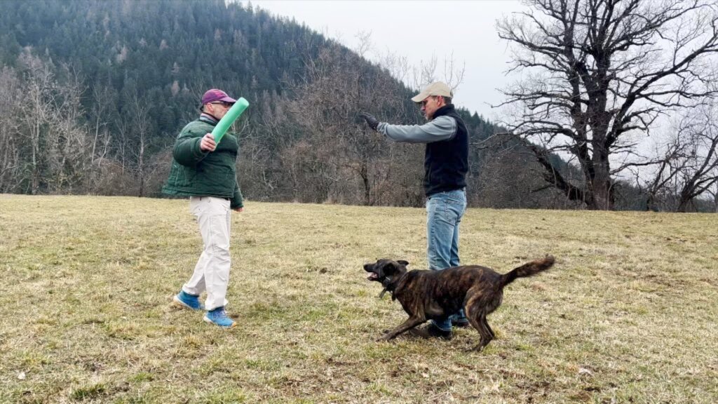 Hunter Dutch Shepherd Personal Protection Dog off leash defense