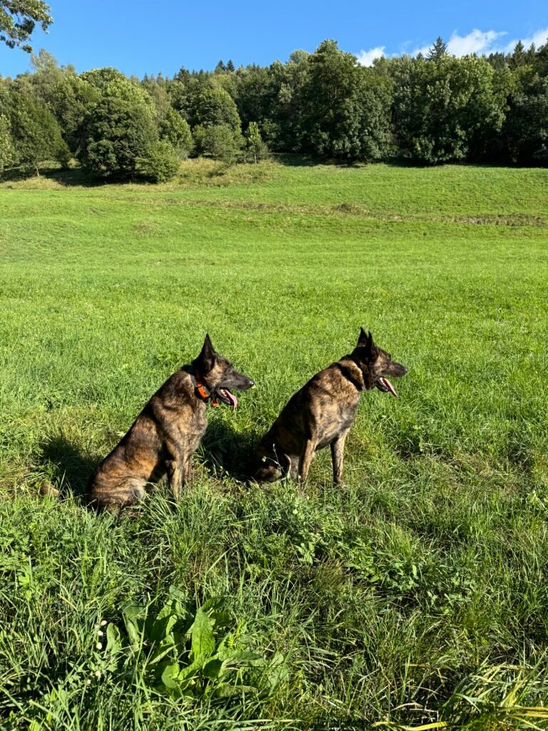 Alpinhaus Shepherds personal protection dog,protection dog,alpinhaus,personal protection dogs