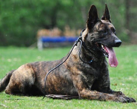 KNPV Dutch Shepherd