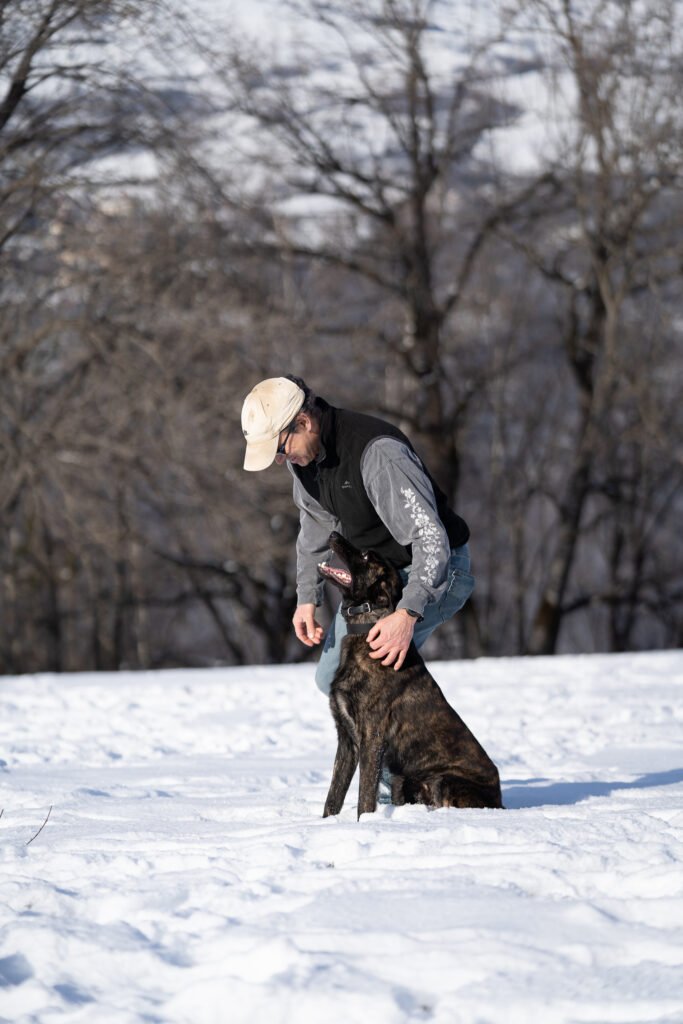 Serious Black X Line Dutch Shepherd Family Protection Dog with Owner