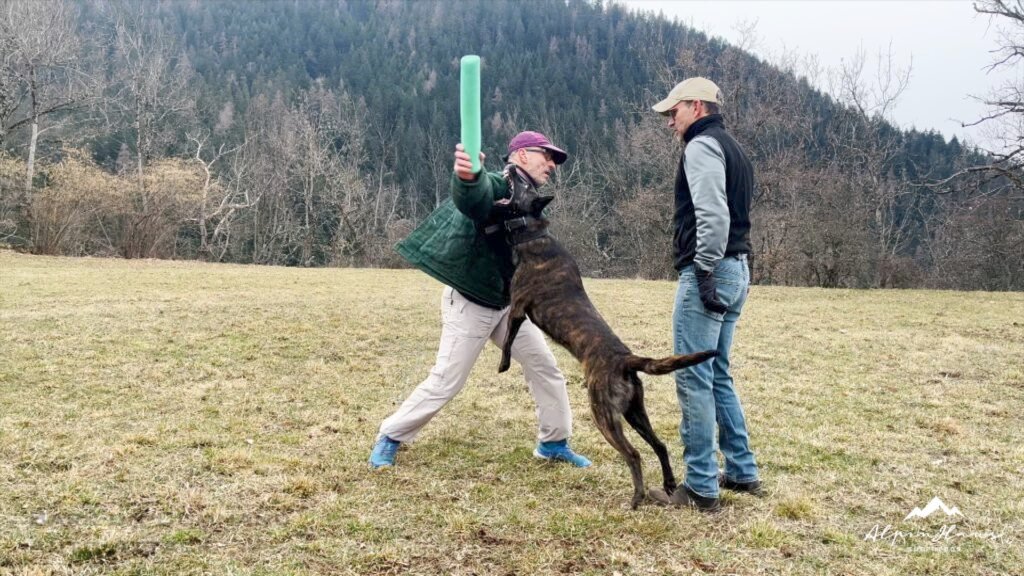 Hunter Level 3 Dutch Shepherd Personal Protection Dog 
