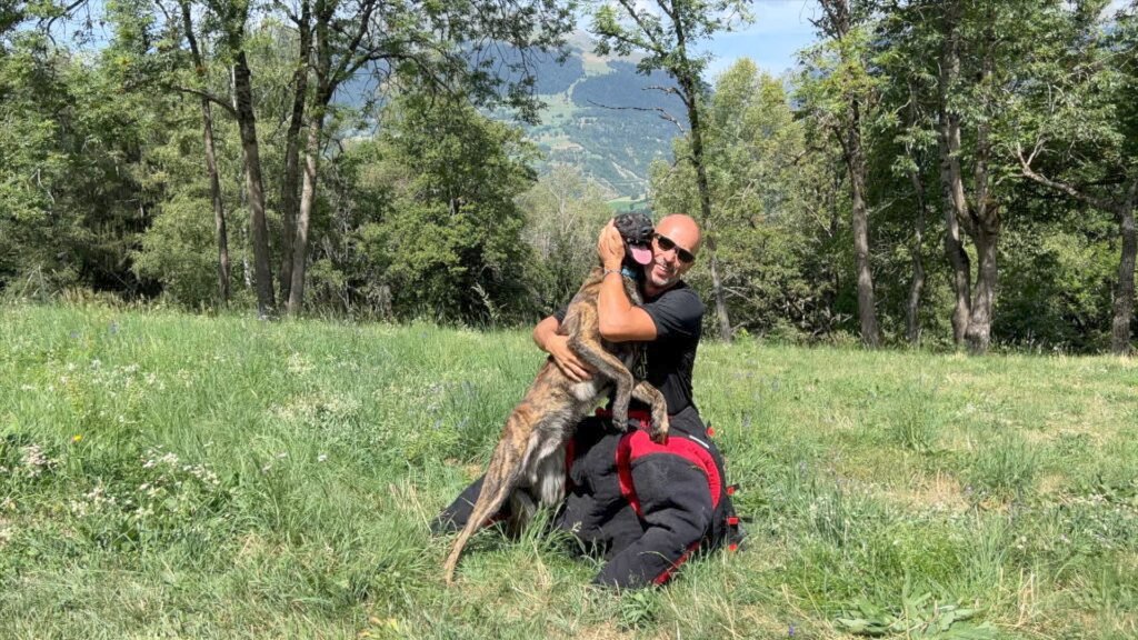 Alpinhaus Shepherds Personal Protection Dogs for Sale