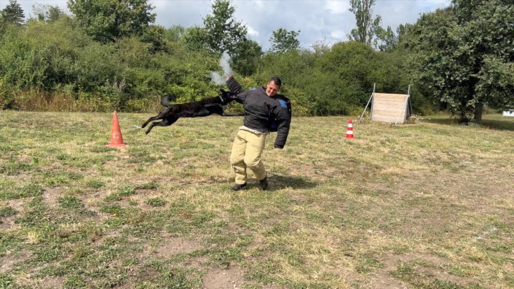 X Line Dutch Shepherd Personal Protection Dog Riptide attacking Gun Shooting Bad Guy