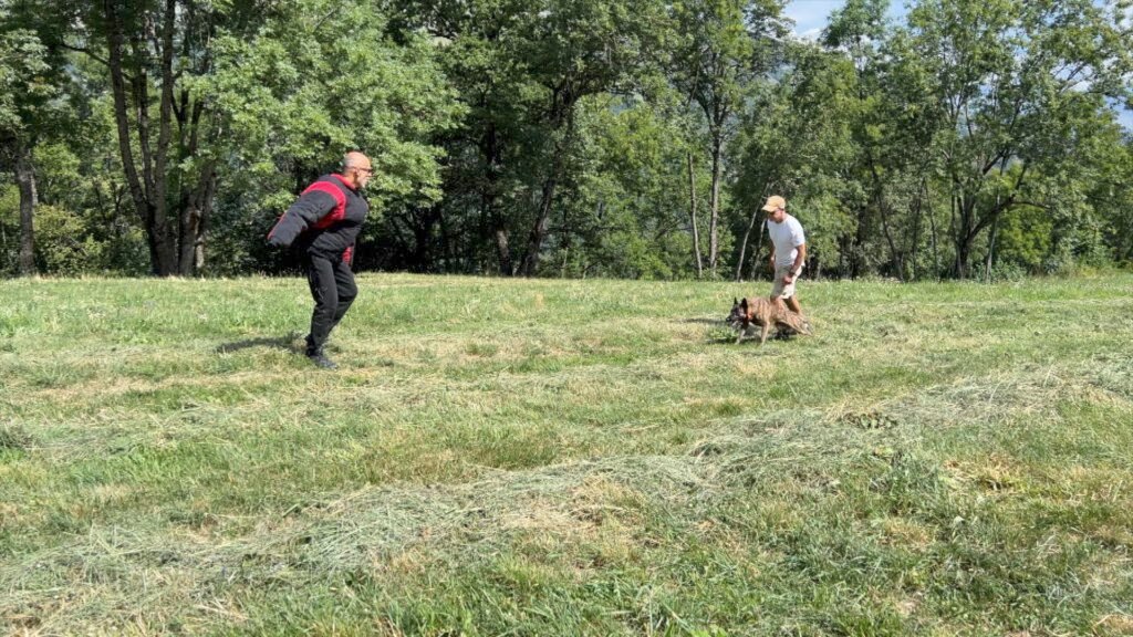 X Line Skywalker Dutch Shepherd Family Protection Dog