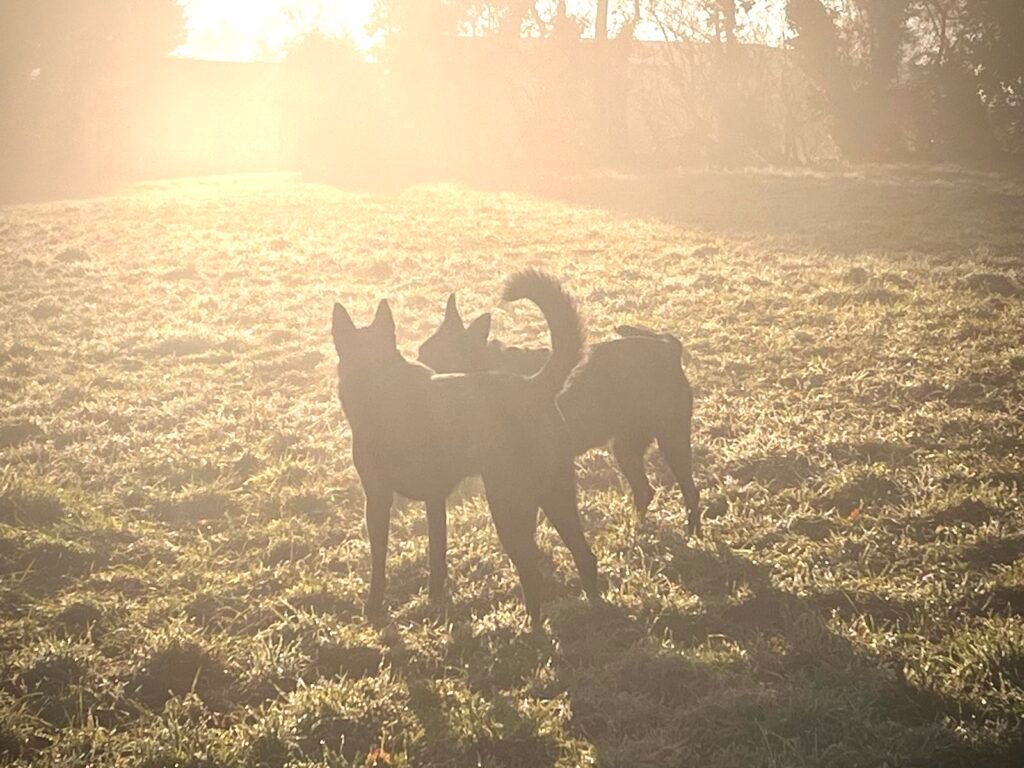 Family Protection Dogs at sunset