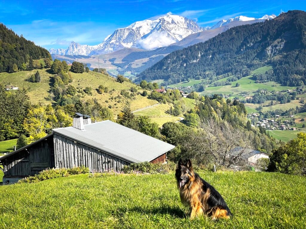 Alpinhaus Shepherds