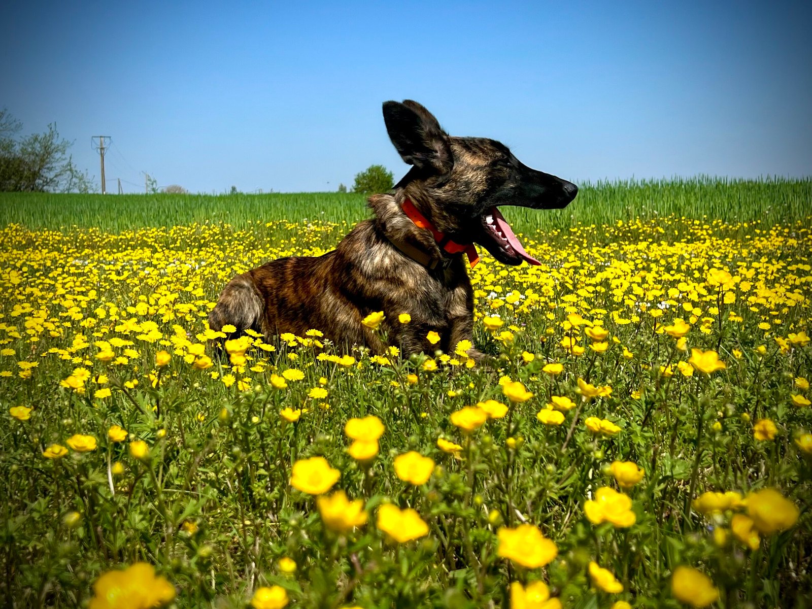 X Line Shadow Boxer Dutch Shepherd Family Protection Dog