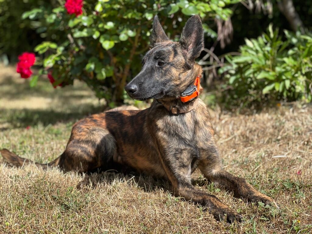 Alpinhaus Shepherds personal protection dog,protection dog,alpinhaus,personal protection dogs