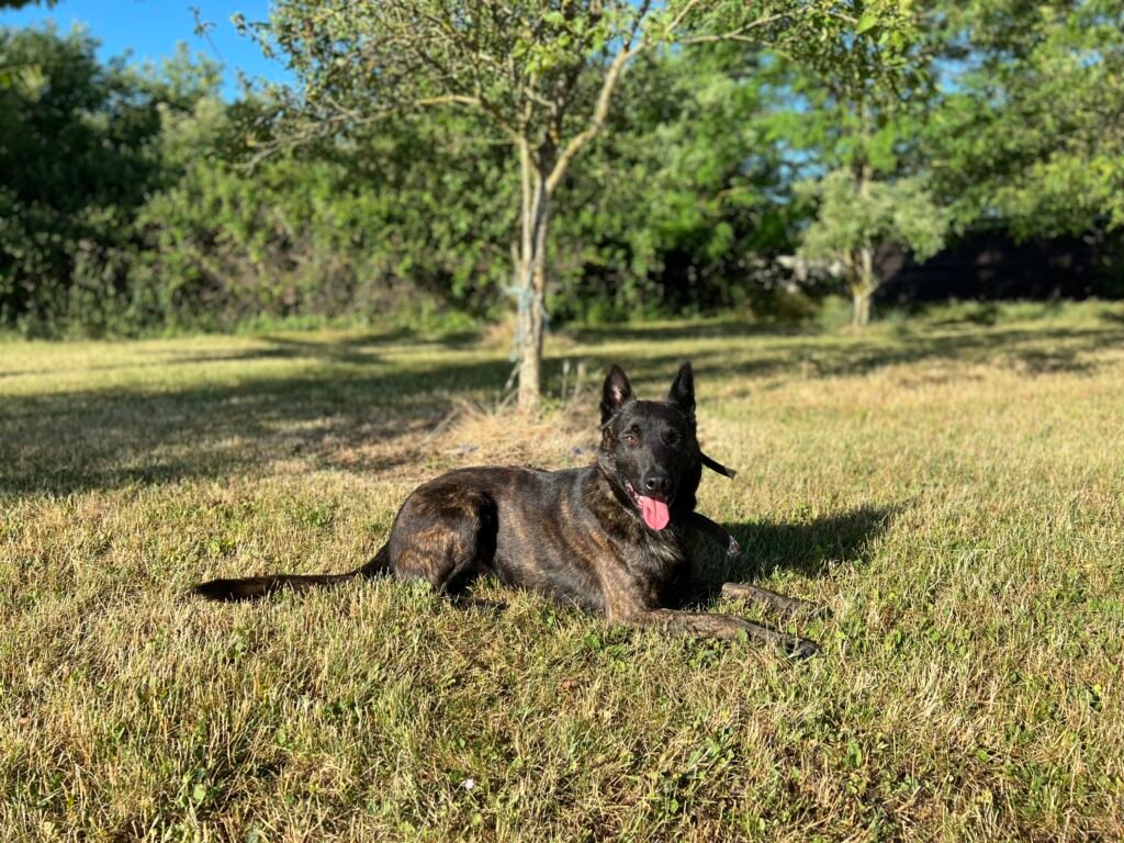 Hunter Dutch Shepherd Personal Protection Dog Level 3