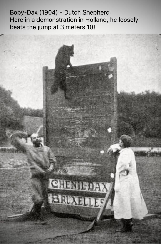 Old Photo of Dutch Shepherd Training