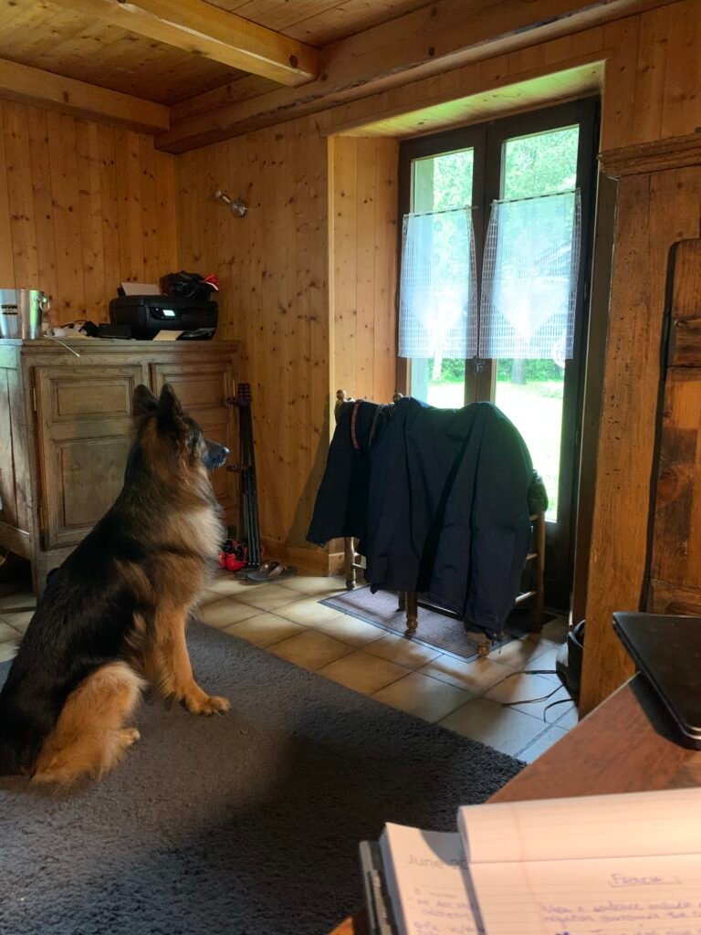 Alpinhaus Shepherds personal protection dog,protection dog,alpinhaus,personal protection dogs