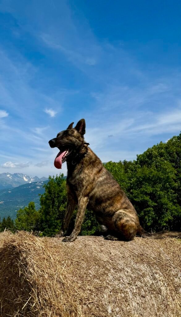 X Line Shadow Boxer Dutch Shepherd Family Protection Dog