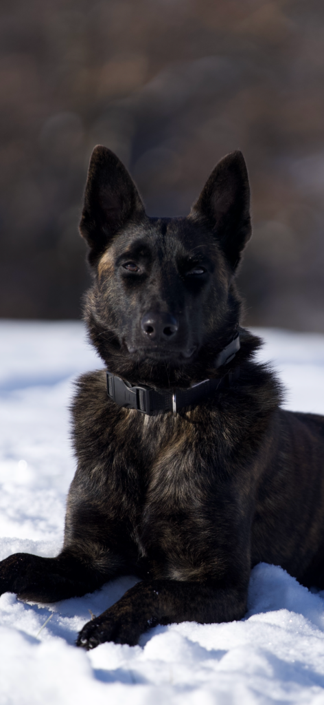X Line Serious Black Dutch Shepherd Family Protection Dog
