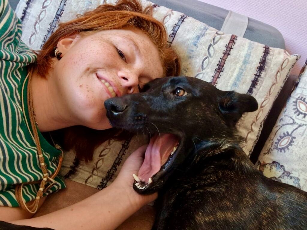 Dutch Shepherd Family Protection Dog