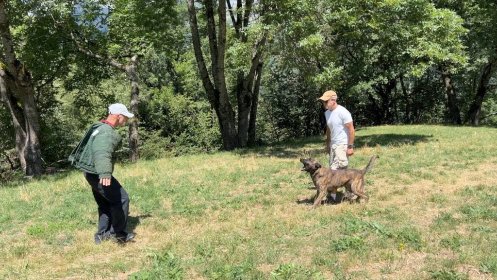 X Line Shadow Boxer Dutch Shepherd Family Protection Dog