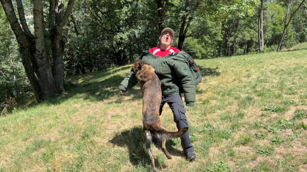 X Line Shadow Boxer Dutch Shepherd Family Protection Dog
