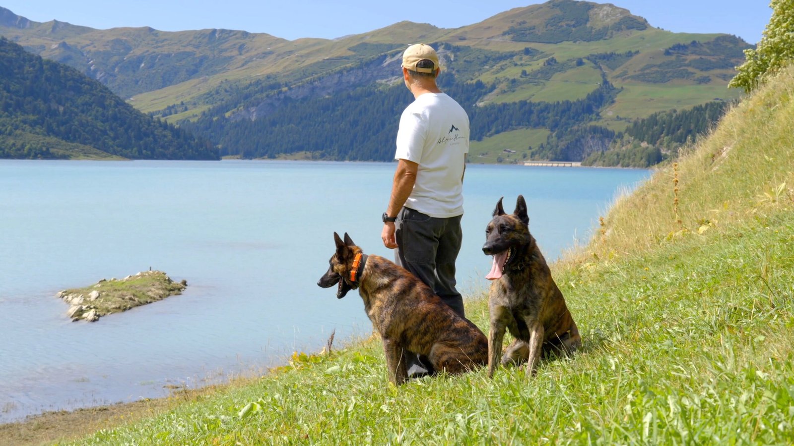 Hunter Level 3 Personal Protection Dog Dutch Shepherd