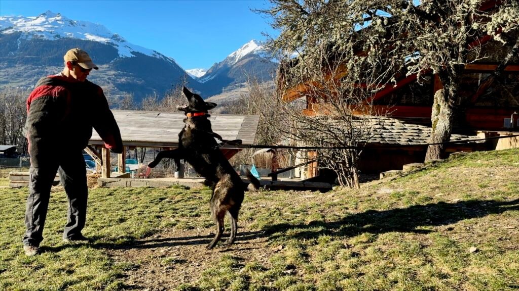 Alpinhaus Shepherds Guard Dog,Protection Dogs