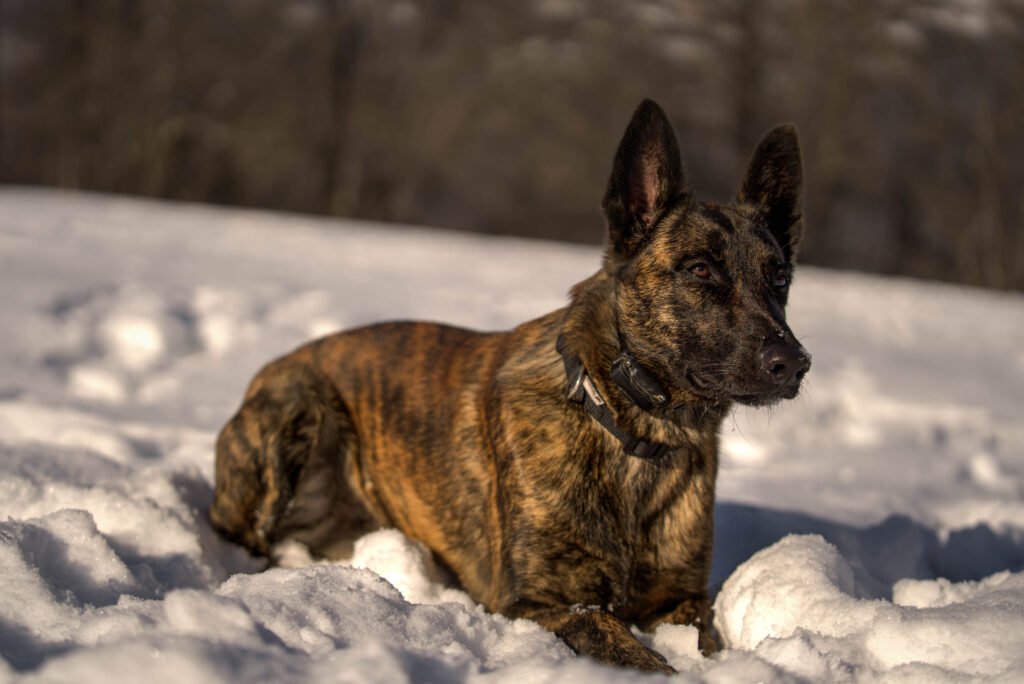 X Line Skywalker Dutch Shepherd Family Protection Dog