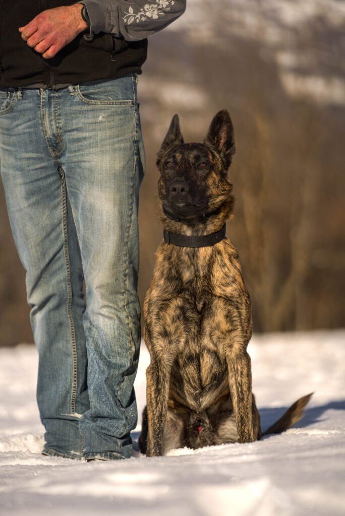 X Line Skywalker Dutch Shepherd Family Protection Dog