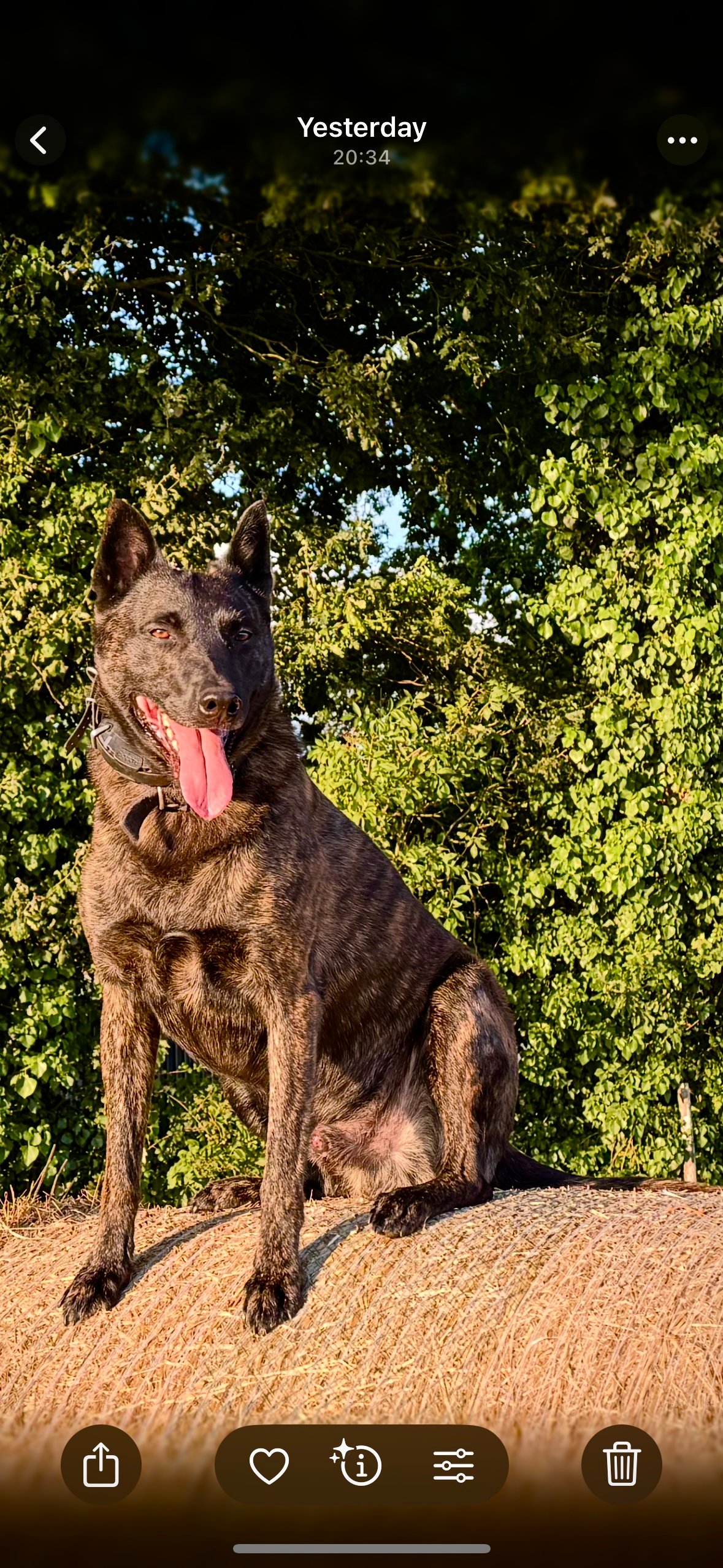 Alpinhaus Shepherds personal protection dog,protection dog,alpinhaus,personal protection dogs