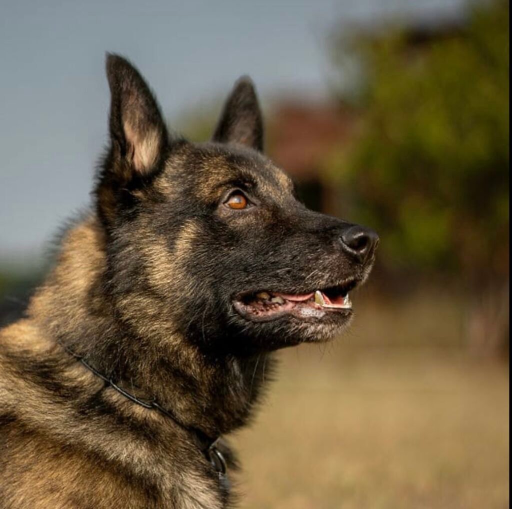 Belgian Malinois Protection Dog