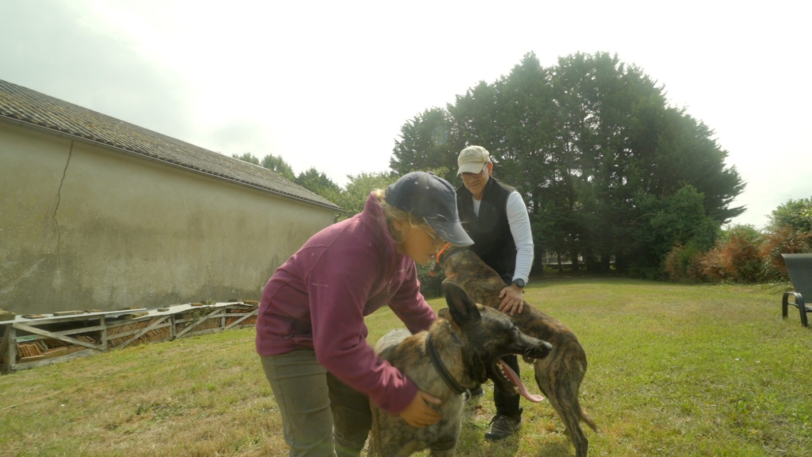 9 Year Old with 2 X Line Dutch Shepherd Family Protection Dogs