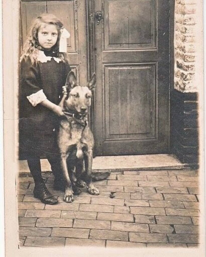 1900s Belgian Malinois Family Threat Deterrent Dog