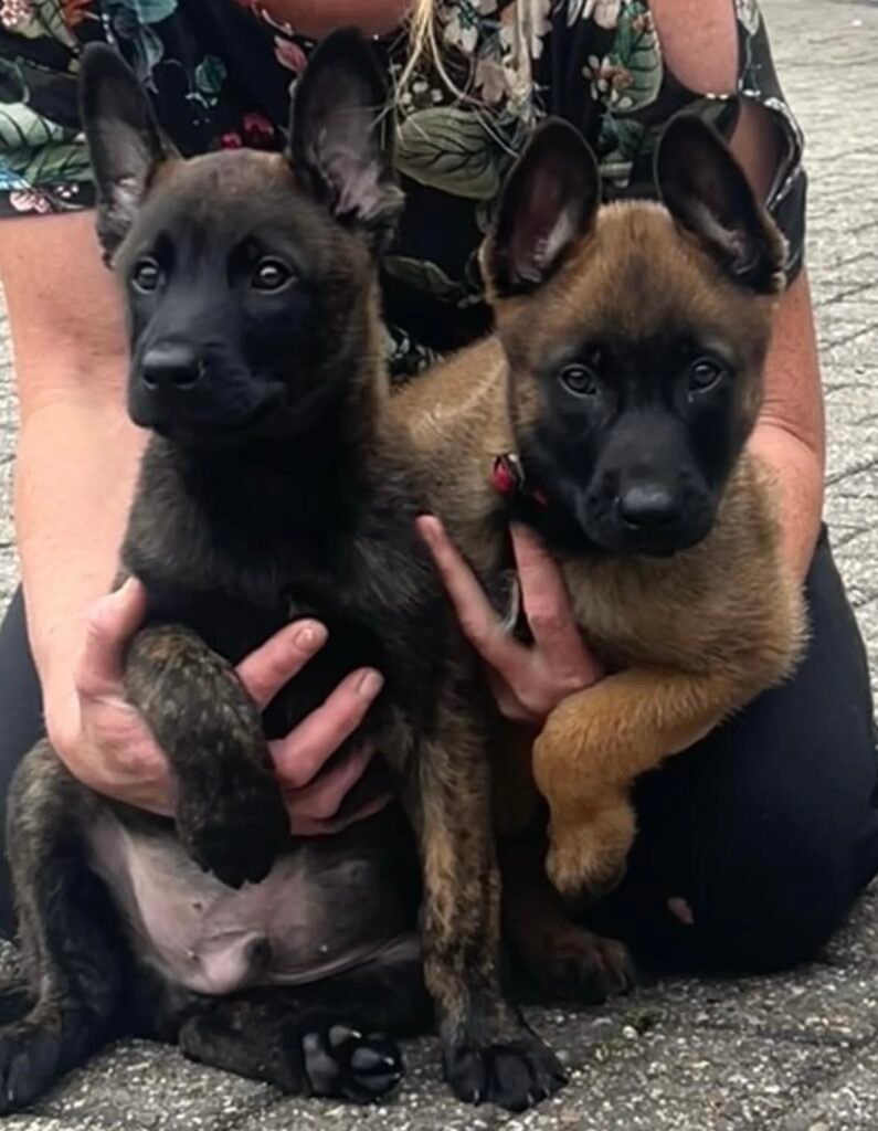 Belgian Malinois Protection Dog puppies