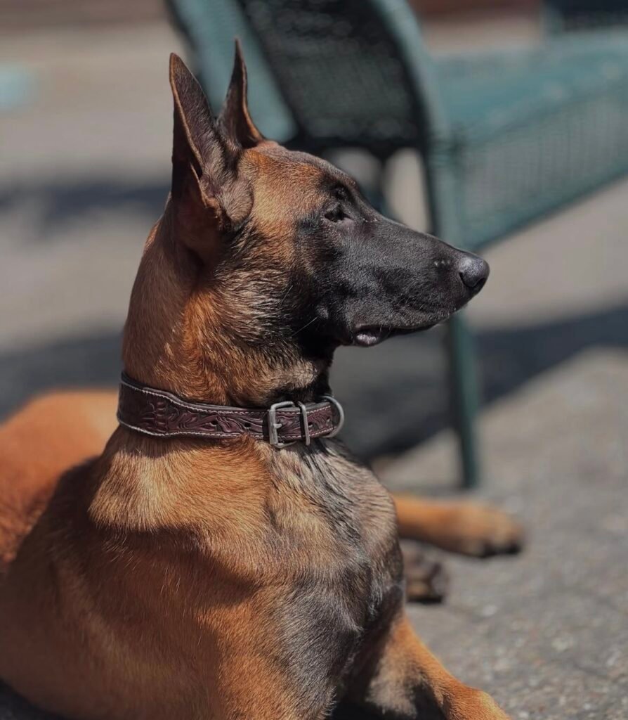 Belgian Malinois Family Protection Dog
